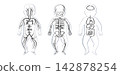 Organ Systems Sketch 142878254