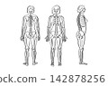 Organ Systems Sketch 142878256