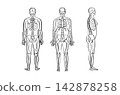 Organ Systems Sketch 142878258