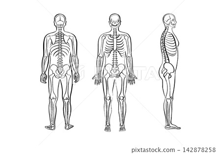 Organ Systems Sketch Organ Systems Sketch 142878258