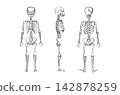 Organ Systems Sketch 142878259