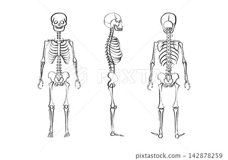 Organ Systems Sketch Organ Systems Sketch 142878259
