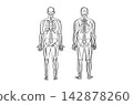 Organ Systems Sketch 142878260
