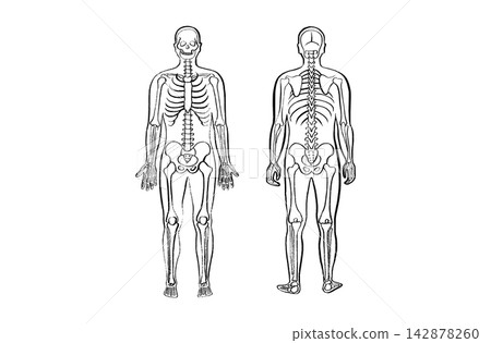 Organ Systems Sketch Organ Systems Sketch 142878260