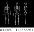 Organ Systems Sketch 142878261