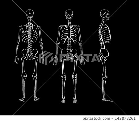 Organ Systems Sketch Organ Systems Sketch 142878261