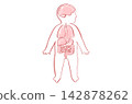 Organ Systems Sketch 142878262