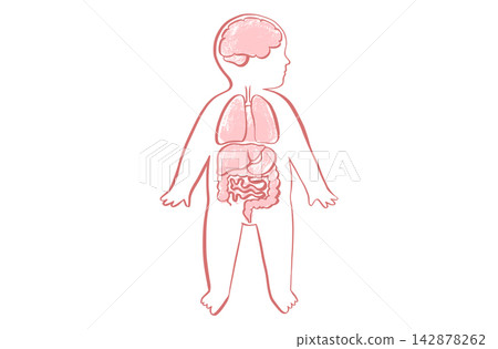 Organ Systems Sketch Organ Systems Sketch 142878262
