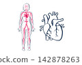 Organ Systems Sketch 142878263