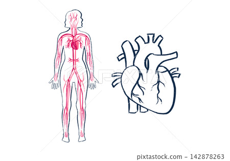 Organ Systems Sketch Organ Systems Sketch 142878263