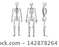 Organ Systems Sketch 142878264