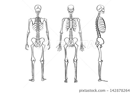Organ Systems Sketch Organ Systems Sketch 142878264