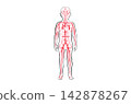 Organ Systems Sketch 142878267