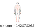 Organ Systems Sketch 142878268