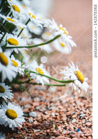 Sparkling Marguerite Sparkling Marguerite 142878368