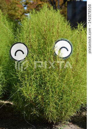 Facial expression image of a broom cypress Facial expression image of a broom cypress 142878508