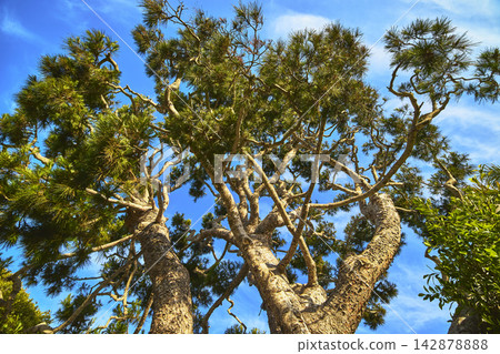 Low Angle Tree Canopy with Twisting Branches against Blue Sky in Los Angeles Low Angle Tree Canopy with Twisting Branches against Blue Sky in Los Angeles 142878888