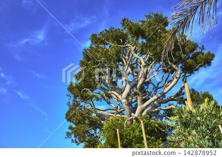Majestic Tree and Lush Greenery Under Bright Blue Sky in Venice Canal Historic District Majestic Tree and Lush Greenery Under Bright Blue Sky in Venice Canal Historic District 142878952