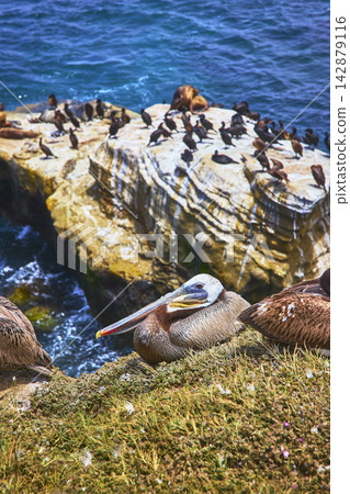Pelican Resting on La Jolla Cliffs with Seabird Colony and Pacific Ocean in California Pelican Resting on La Jolla Cliffs with Seabird Colony and Pacific Ocean in California 142879116