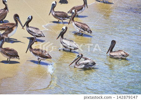 Pelicans Gathering on Sandy Beach With Gentle Ocean Waves in San Diego California Pelicans Gathering on Sandy Beach With Gentle Ocean Waves in San Diego California 142879147