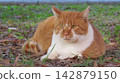 A playful boss cat with a gentle expression. 142879150