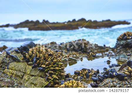 Tide Pool Mussels and Barnacles on Rocky Coastline with Ocean Waves in California 142879157