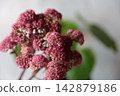 Purple sedum 142879186