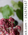 Purple sedum 142879187