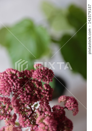 Purple sedum Purple sedum 142879187