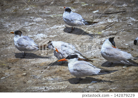 Elegant Seabirds Resting on California Beach Sand in La Jolla Elegant Seabirds Resting on California Beach Sand in La Jolla 142879229