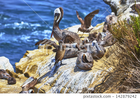 Brown Pelicans Resting on Rocky Cliffs by Ocean in La Jolla California 142879242