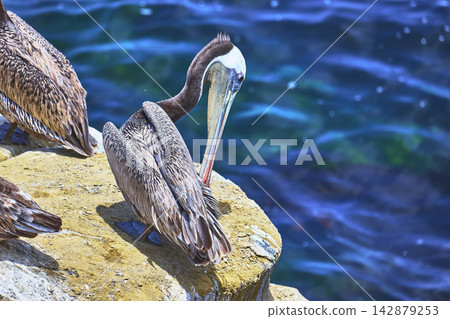 Pelican Preening on Rocky La Jolla Beach with Vibrant Blue Ocean in California Pelican Preening on Rocky La Jolla Beach with Vibrant Blue Ocean in California 142879253