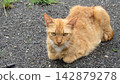 A cute tabby cat sitting in a loaf position, looking directly at the camera. 142879278