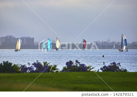 Sailboats on San Diego Bay with Coronado Park Flowers and City Skyline Sailboats on San Diego Bay with Coronado Park Flowers and City Skyline 142879321