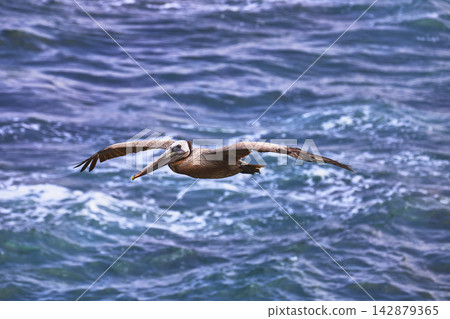 Pelican in Flight Over Ocean Waves Wildlife Scene California Coast Pelican in Flight Over Ocean Waves Wildlife Scene California Coast 142879365