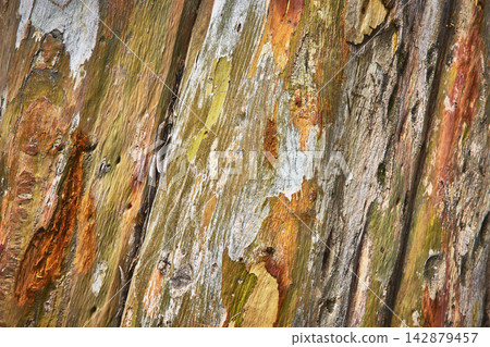 Textured Tree Bark Detail With Natural Color Variation And Organic Surface Pattern Textured Tree Bark Detail With Natural Color Variation And Organic Surface Pattern 142879457