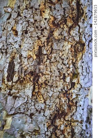 Tree Bark Texture Organic Pattern Close Up Tree Bark Texture Organic Pattern Close Up 142879615