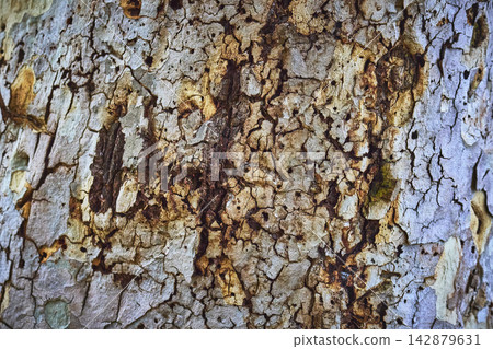 Tree Bark Texture Close Up Natural Pattern and Organic Surface Detail 142879631