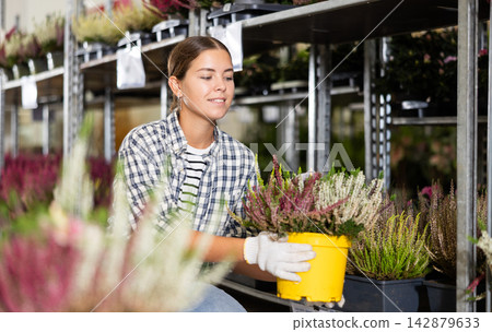 Smiling salesgirl arranging blooming heather in pots in garden store Smiling salesgirl arranging blooming heather in pots in garden store 142879633