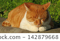 A great boss cat praying for peace in its territory and the safety of its subordinates. 142879668