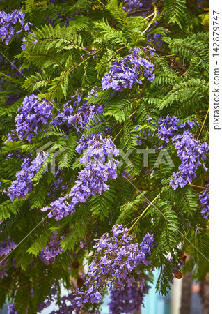 Jacaranda Flowers and Lush Green Leaves in Blooming Season in Los Angeles Jacaranda Flowers and Lush Green Leaves in Blooming Season in Los Angeles 142879747