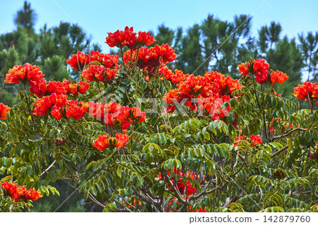 Red Flower Clusters and Green Foliage at Echo Park Lake in Los Angeles California Red Flower Clusters and Green Foliage at Echo Park Lake in Los Angeles California 142879760