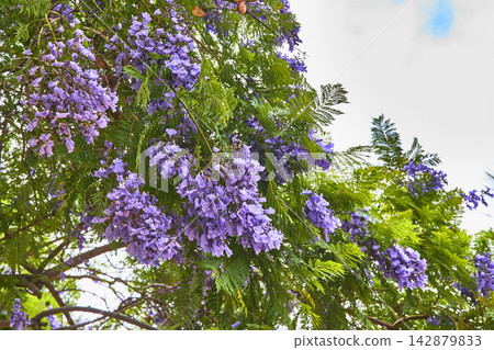 Jacaranda Tree With Vibrant Purple Flowers And Green Leaves In Bright Spring Sunlight Jacaranda Tree With Vibrant Purple Flowers And Green Leaves In Bright Spring Sunlight 142879833