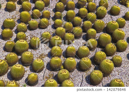 Golden Barrel Cactus Garden Texture at The Getty Center in Los Angeles California Golden Barrel Cactus Garden Texture at The Getty Center in Los Angeles California 142879846
