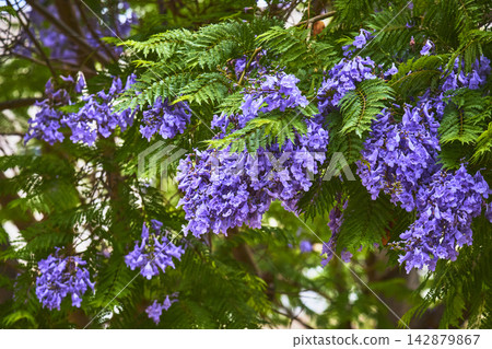 Jacaranda Tree in Full Bloom with Vibrant Purple Flowers and Lush Green Leaves Jacaranda Tree in Full Bloom with Vibrant Purple Flowers and Lush Green Leaves 142879867