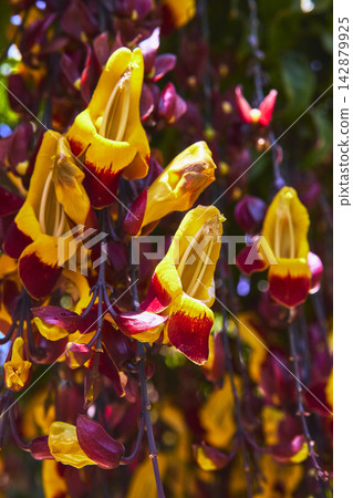 Yellow and Red Tropical Flower Close Up with Lush Garden Foliage Yellow and Red Tropical Flower Close Up with Lush Garden Foliage 142879925