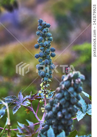 Castor Bean Flower Close Up in Griffith Park California with Spiky Seed Pods 142879928