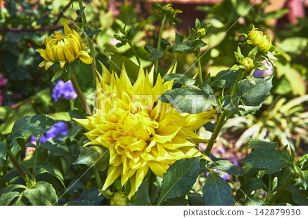Bright Yellow Dahlia Flower with Lush Green Leaves in Sunlit Garden Bright Yellow Dahlia Flower with Lush Green Leaves in Sunlit Garden 142879930