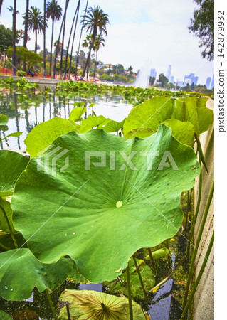 Lily Pad and Palm Trees at Echo Park Lake Los Angeles with Downtown Skyline 142879932