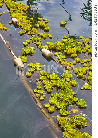 Floating Aquatic Plants Water Buoys and Ropes on Echo Park Lake Los Angeles Floating Aquatic Plants Water Buoys and Ropes on Echo Park Lake Los Angeles 142879938